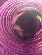 Cappuccino jouant dans son tunnel !