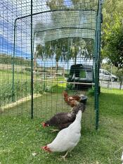 Des poules qui picorent à l'extérieur de leur enclos.