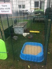 Un poulailler avec des poulets à l'intérieur et une balançoire à poulets suspendue au sommet.