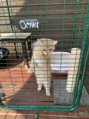 Molly dans son Omlet