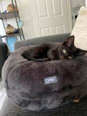 Kora le chaton adore son nouveau lit !
