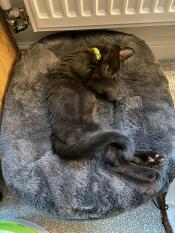 Kora le chaton adore son nouveau lit !