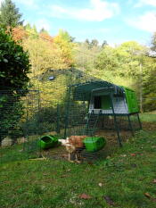 L'automne s'installe autour de nos poulettes et de leur grand Eglu Cube ;-)
