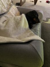 Buddy adore son lit et sa couverture Omlet 