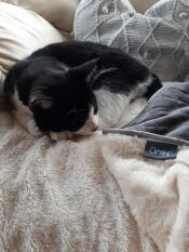 Luxury couverture super douce pour chat