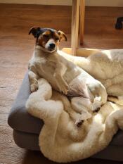 Notre chien aime beaucoup la couverture en peau de mouton, elle est très douce et fonctionne bien sur le lit Topology! elle est aussi très bien utilisée seule.