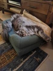 Un chat maine coon s'étirant dans son lit à traversin vert