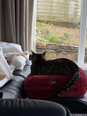 Un chat se relaxant sur son lit pour chat en forme de donut rouge