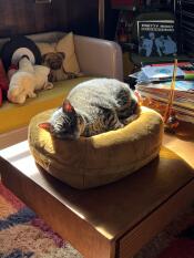 Un chat se reposant dans le lit pour chat en forme de beignet de caramel Maya.