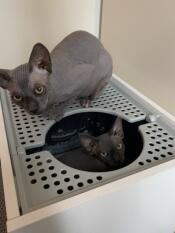 Deux chats et leur litière