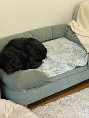 Un cockapoo de 15 kg sur un grand lit d'appoint