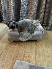 Un chien gris se reposant dans son lit de chien à traversin