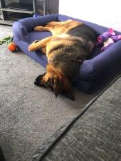 Mon chien de secours caesar. littéralement 2 heures après être arrivé chez moi.