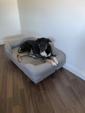 Un chien couché sur son lit gris à traversin