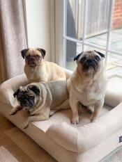 Trois carlins partageant un lit de chien beige à traversin
