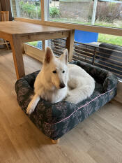 Chien heureux