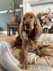 Un chien s'est assis dans le lit pour chien pawsteps natural nest.