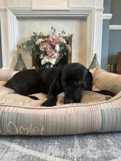 Un chien se reposant dans le lit pour chien pawsteps natural nest.