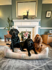 Trois chiens se sont assis dans le lit pour chien pawsteps natural nest.
