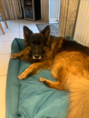 Un berger allemand couché dans la niche ombragée d'un nid d'épinettes.