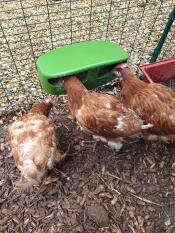 Les poulets en ex-pension apprécient leur nouvelle manGeoire !