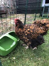 Une poule qui boit dans son abreuvoir