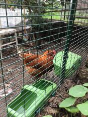 Une poule picorant de la nourriture dans sa manGeoire en plastique vert