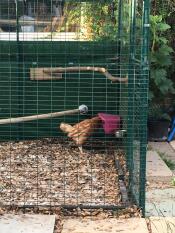 Mes poules de sauvetage sont très heureuses de leur nouvelle manGeoire.