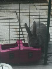 Perfect size for my thirsty continental giant rabbit