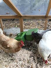 Les filles apprécient leur nouvelle manGeoire !