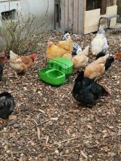 Poulets super heureux