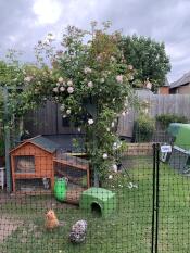 Une clôture à poules autour d'un jardin entier