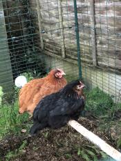 Biscuit & coco adorent se détendre sur leur perchoir parfait !