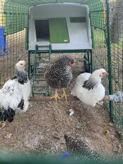 Trois poules perchées sur Omlet perchoir universel pour poules à l'intérieur d'un parcours vert Eglu Cube grand poulailler