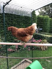 Henrietta paradant sur son nouveau perchoir !
