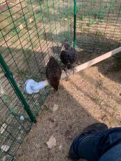 Poulets perchés sur Omlet perchoir universel pour poulets