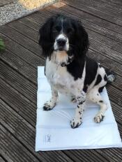 Charlie sur son tapis d'éveil en attendant une friandise