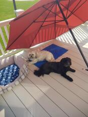 Deux chiens profitant de leur tapis rafraîchissant dans la chaleur de l'été
