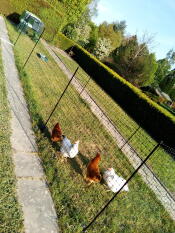 Omlet Eglu Cube grand poulailler et parcours avec poules et Omlet clôture pour poules dans le jardin