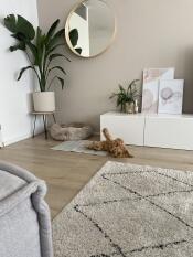 Un chien qui joue sur son tapis de refroidissement