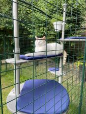 J'aime mon catio, gingypaws ? ???????????????