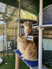 Tom et jerry profitent de leur nouvel enclos pour chats de 5 x 3 x 2 et de leurs perchoirs