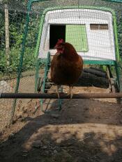 Un poulet perché à l'intérieur d'un poulailler Omlet.