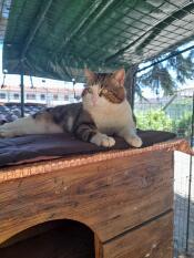 Un chat qui profite de l'ombre dans son catio