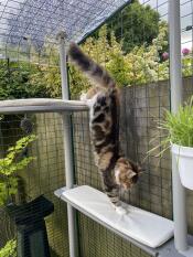 Un chat qui utilise son arbre à chat extérieur