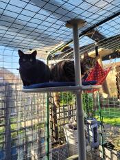 2 chats assis sur une étagère de leur arbre à chat extérieur, à l'intérieur de leur parcours extérieur.