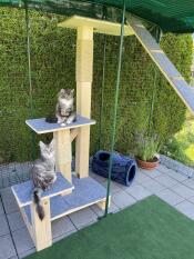 Une plateforme surélevée pour chats à l'intérieur d'un catio Omlet 