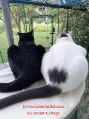 Nos 2 chats dans l'enclos