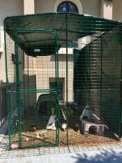 Deux cochons d'inde errant dans leur enclos