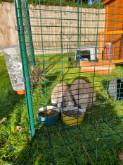 Deux lapins en train de dîner dans leur enclos